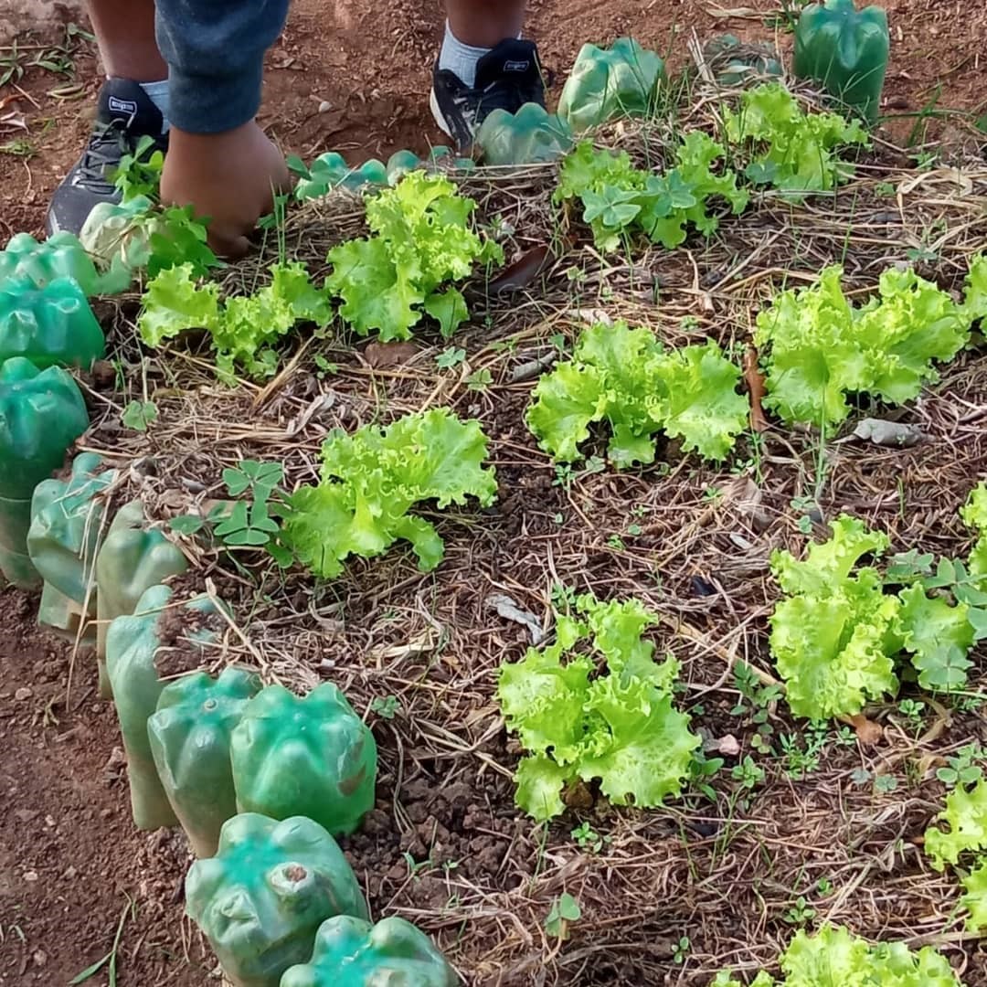 ONG Prato Verde Sustentável cultiva, educa e incentiva a alimentação saudável aos moradores da periferia